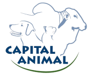 CAPITAL-ANIMAL-2024-A